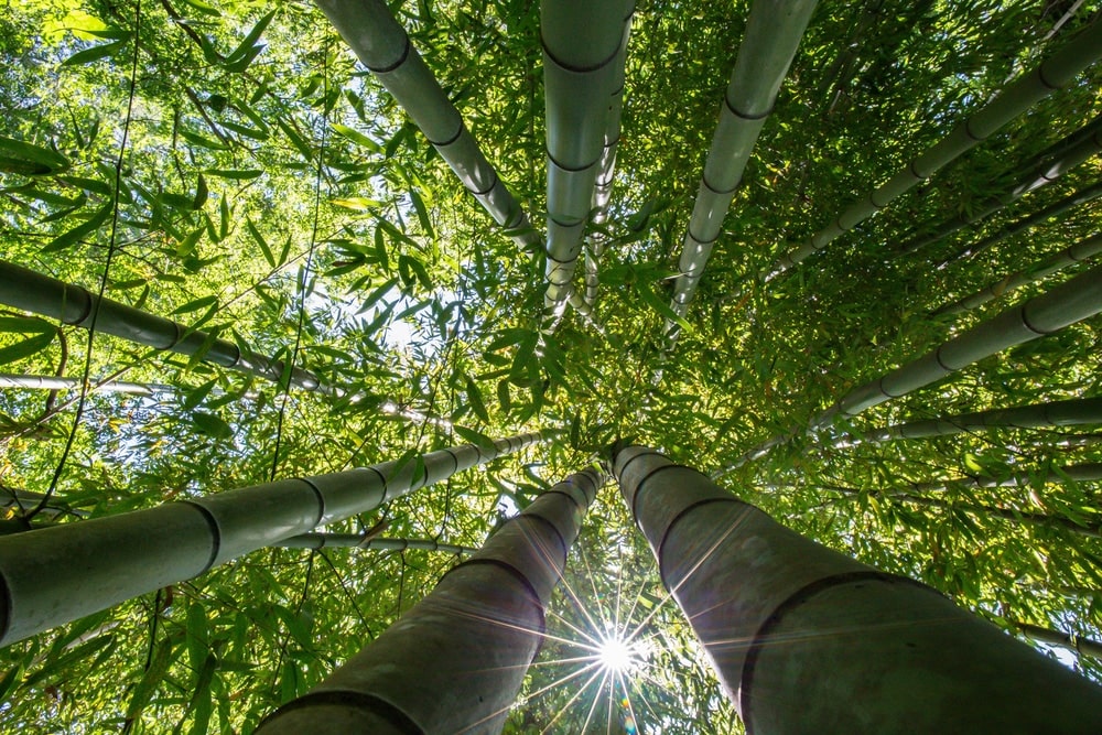 Why Bamboo?